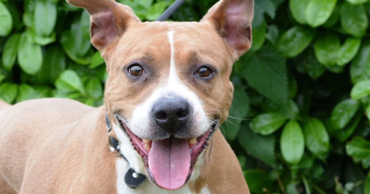 Đina je u azilu jer vlasnik ima problema sa zakonom: Ona ne duguje društvu, ali on...