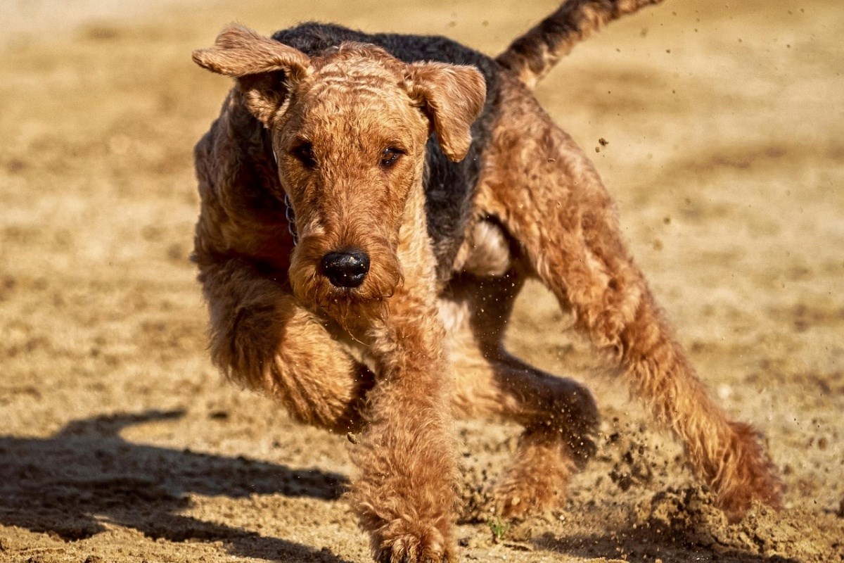 Znanstvenici: “Da, i psi mogu imati simptome nalik autizmu i ADHD-u”