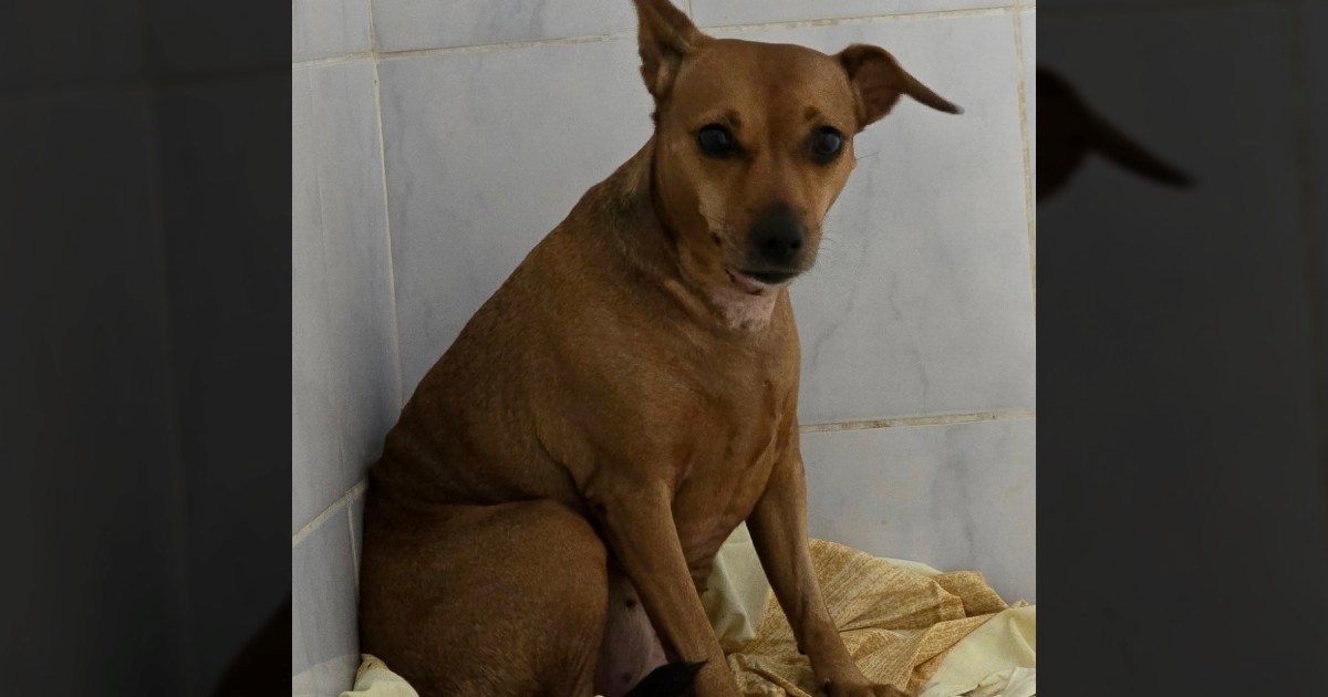 Doris je od svog bivšeg vlasnika doživjela najgore što je mogla. Priča slama srca