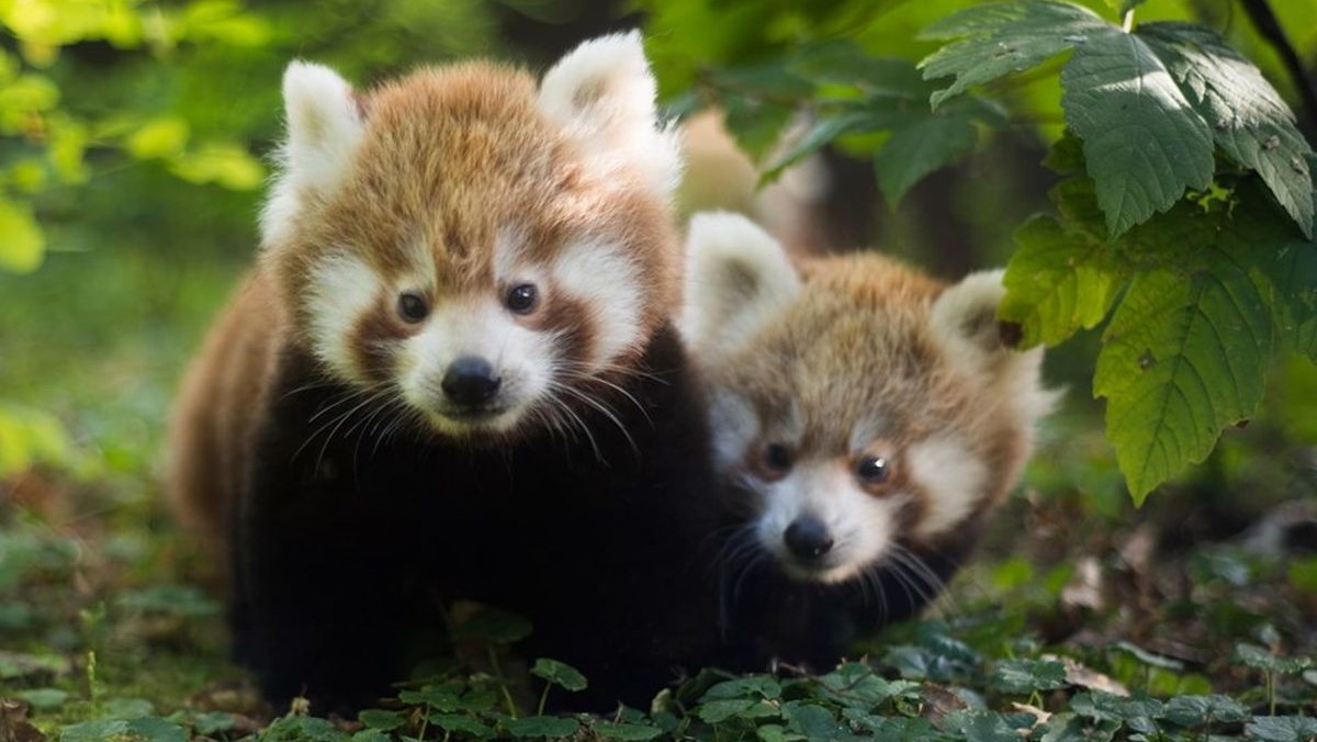 Majčin dan u zagrebačkom Zoološkom: Saznajte kako se mame životinje brinu za mlade