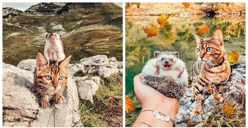 Najslađi avanturisti: Dva ježa i dvije mace najbolji su prijatelji, zajedno i putuju