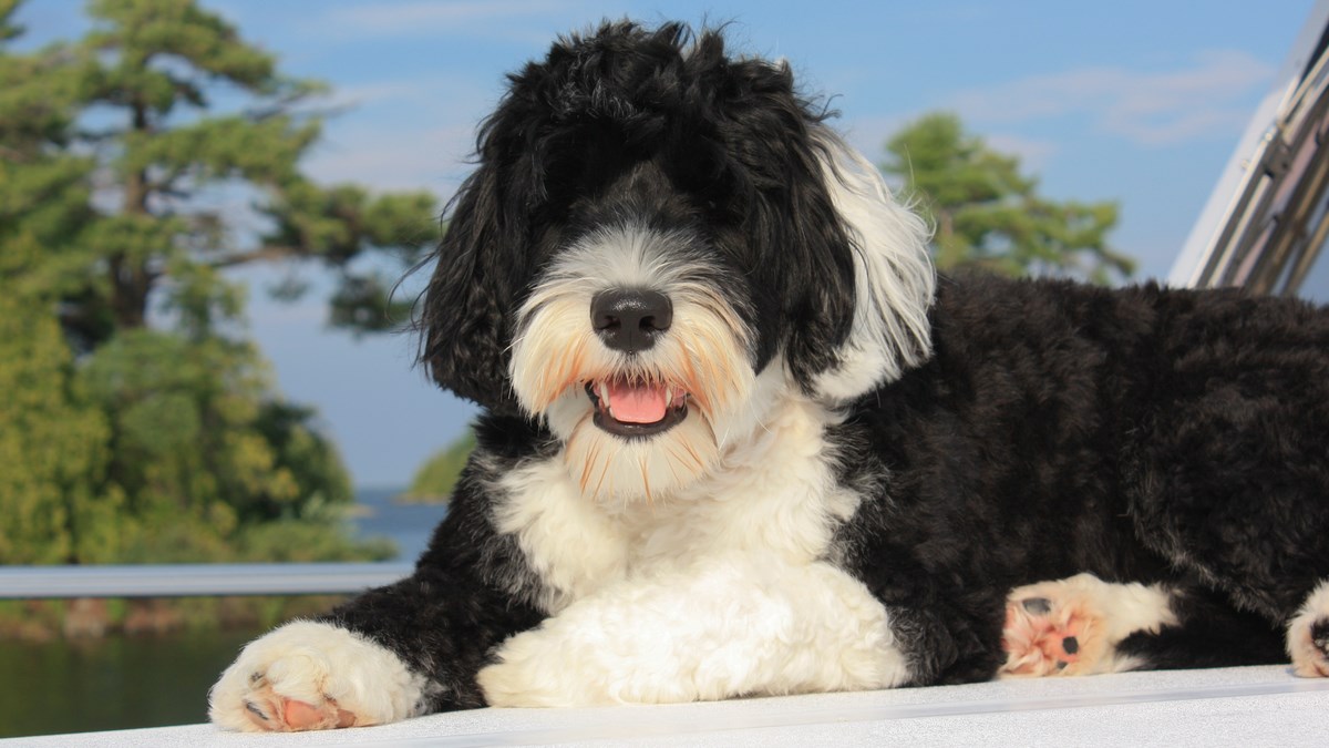 Portugalski vodeni pas je idealan kućni ljubimac. Saznajte više o njemu