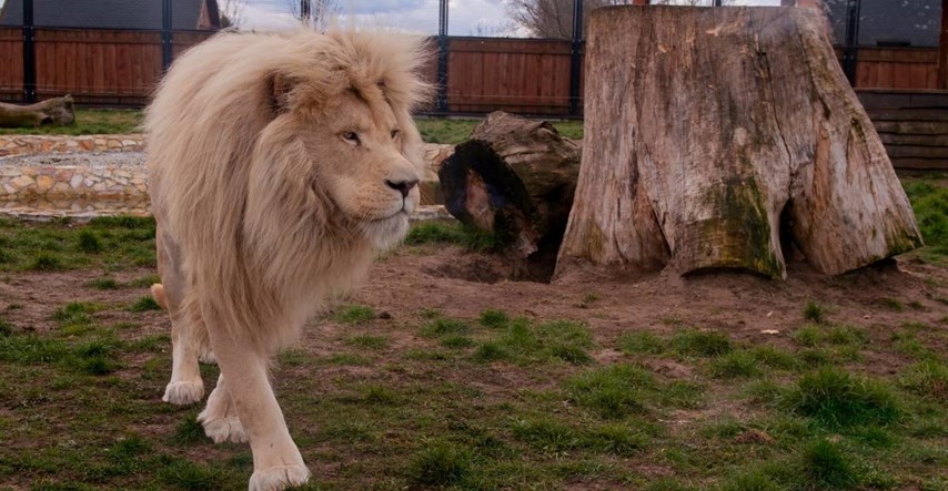 Muškarca u Africi u zoološkom vrtu rastrgao bijeli lav. Pokušao ukrasti mladunce?