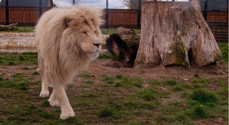 Muškarca u Africi u zoološkom vrtu rastrgao bijeli lav. Pokušao ukrasti mladunce?
