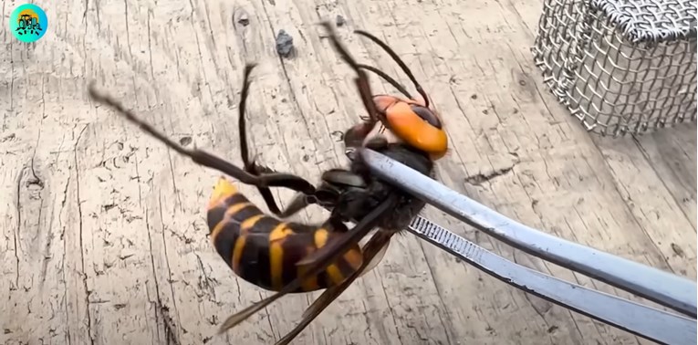 Jedinstveno zujanje azijskog stršljena moglo bi pomoći suzbijanju te invazivne vrste