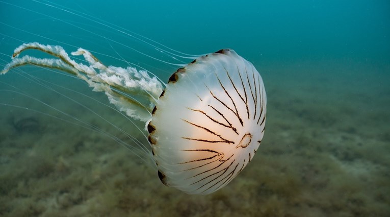 U Jadranu je sve više meduza. Znanstvenik: Ove tri vrste su problematične