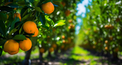 Inženjer agronomije: Bilo bi opasno kada bismo pojeli 11 kg mandarina s pesticidom