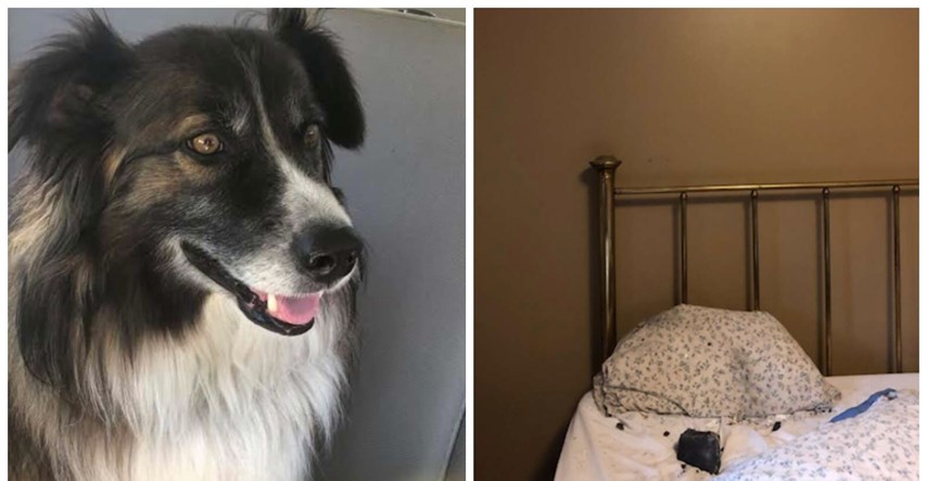 Pas probudio vlasnicu nekoliko sekundi prije nego što je meteor pao na njen krevet