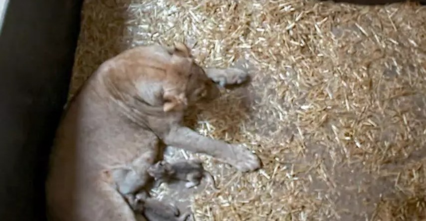 Horor u zoo vrtu, lavica okotila dva mladunca pa ih pojela i šokirala svijet