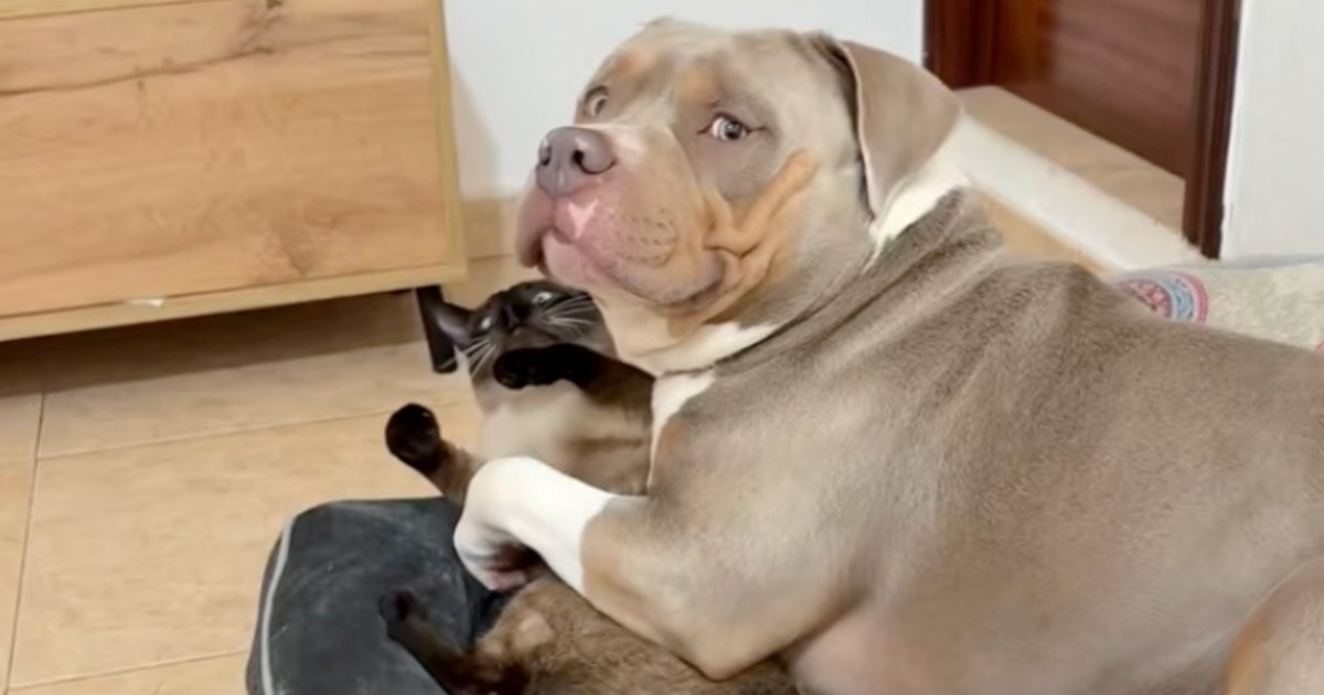 Američki bully pokušao prisiliti mačka na maženje, prizor je neprocjenjiv