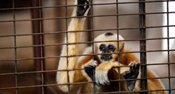 Otkriven novi par gibona, najugroženije vrste majmuna na svijetu