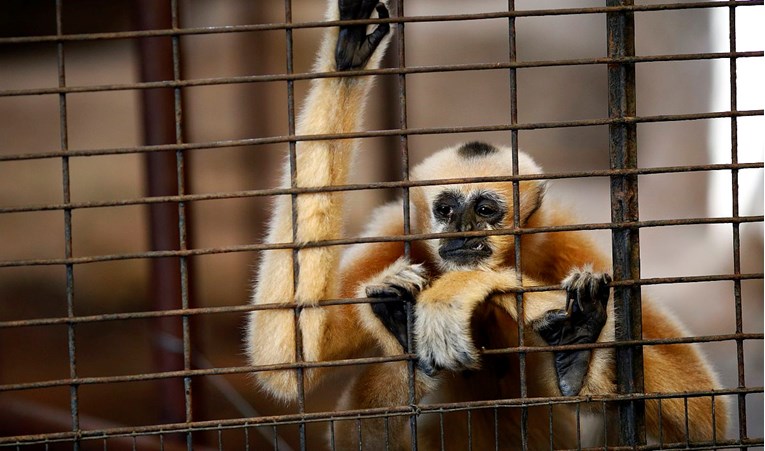 Otkriven novi par gibona, najugroženije vrste majmuna na svijetu