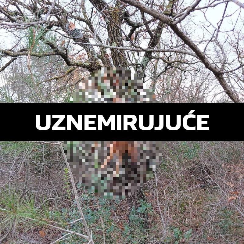 Netko je ubio divlju životinju i tijelo objesio na stablo. "Ovo je namjerna poruka"