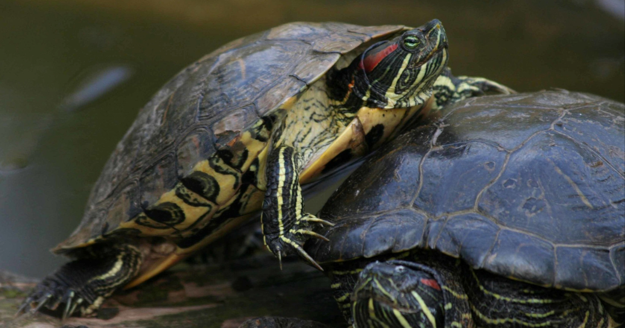 U prihvatnom centru zagrebačkog ZOO-a smješteno više od 1200 invazivnih kornjača