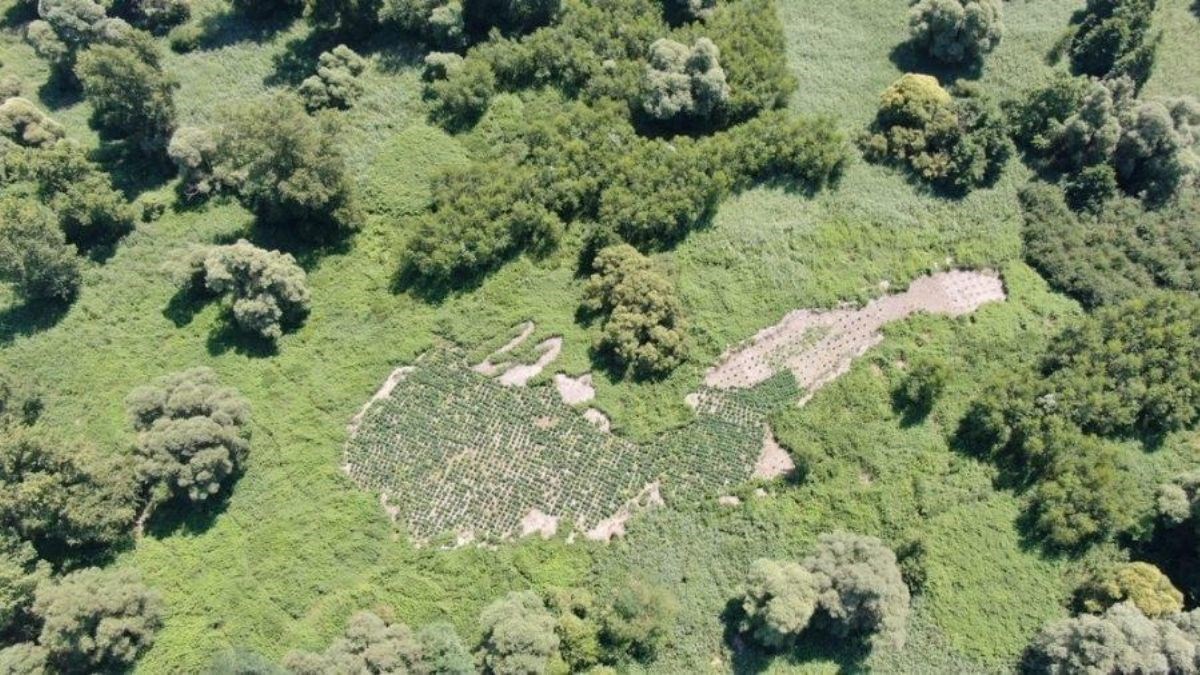 Slovenci slučajno otkrili ogromnu plantažu marihuane vrijednu 2 milijuna eura