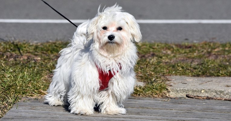 Pas koji savršeno funkcionira u obiteljima koje stalno putuju