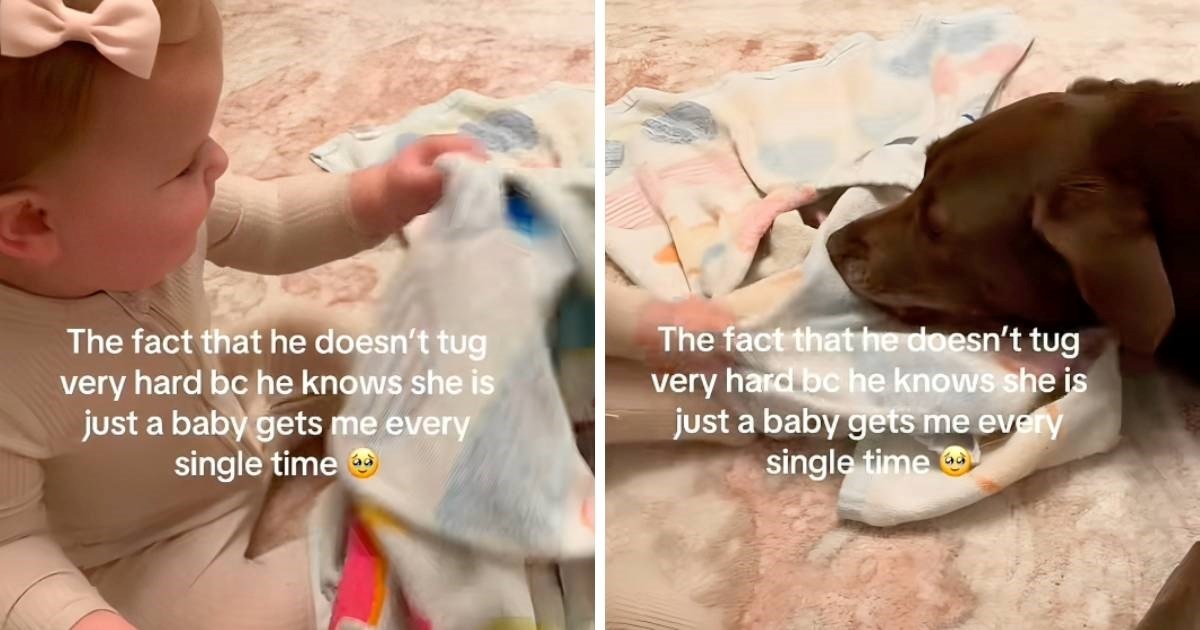 Pas se obzirno i nježno igra s bebom, prizor je raznježio internet