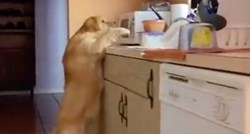 Neprocjenjiva reakcija psa nakon što je uhvaćen u krađi hrane postala je hit