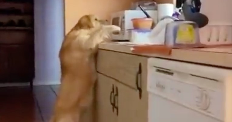 Neprocjenjiva reakcija psa nakon što je uhvaćen u krađi hrane postala je hit