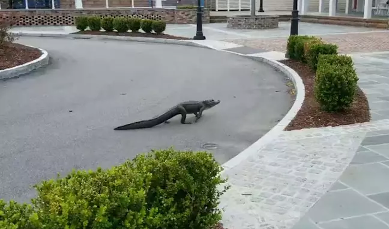 Čovjek se šokirao kada je nasred opustošene ulice u Južnoj Karolini ugledao aligatora