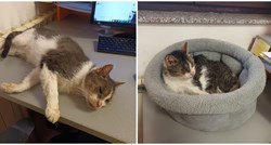 Maca Lona obožava uredske poslove. To znači da voli drijemati pred tipkovnicom