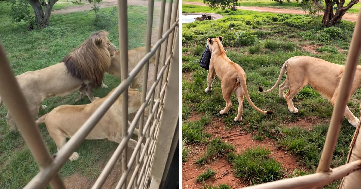 Lavica ukrala skupu jaknu usred safarija, reakcija vlasnice mnoge ostavila bez riječi