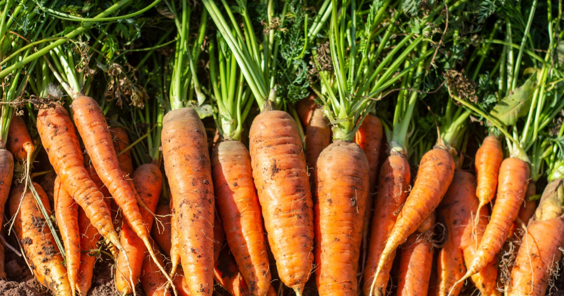 Zašto biste mrkve uvijek trebali kupovati s lišćem?