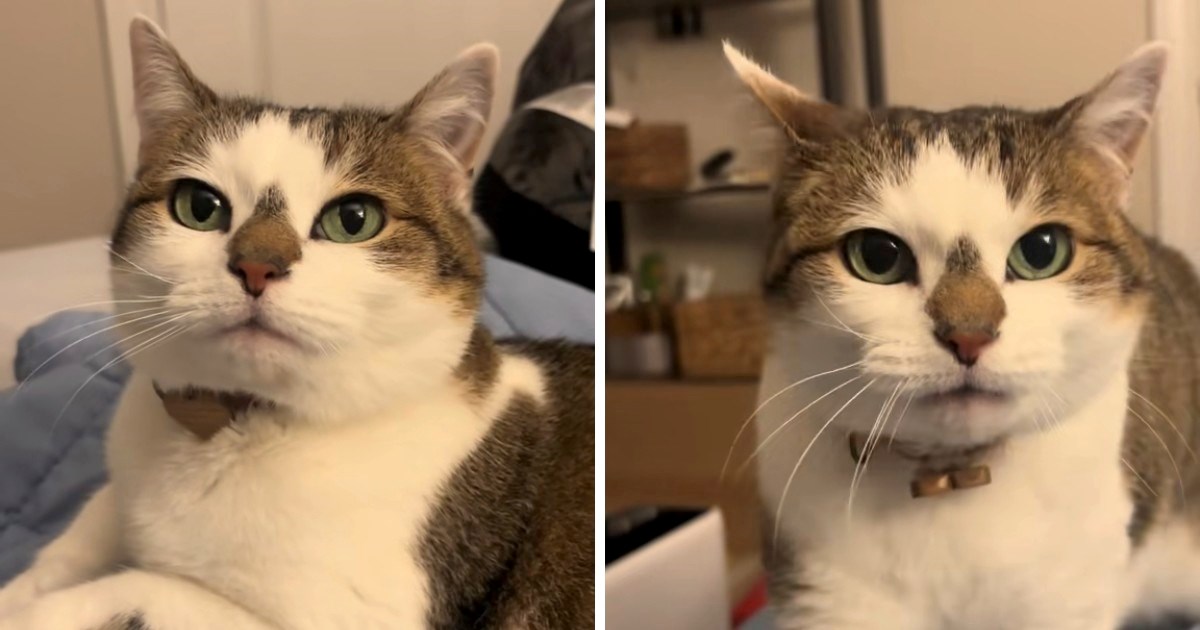 Mačka s mrljom u obliku božićnog drvca postala je viralni hit