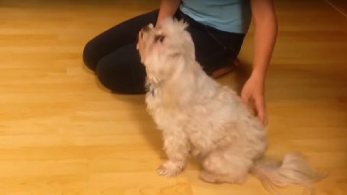 Ovaj pas radi nešto jako čudno kada ga počešete po omiljenom mjestu