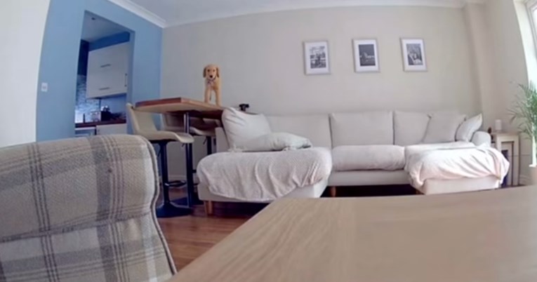 Vlasnica ostavila psića samog, a kamera je snimila njegovu urnebesnu reakciju