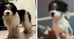Pokazala izgled psa nakon šišanja kod frizera, ljudi pišu: Isti Bruno Mars