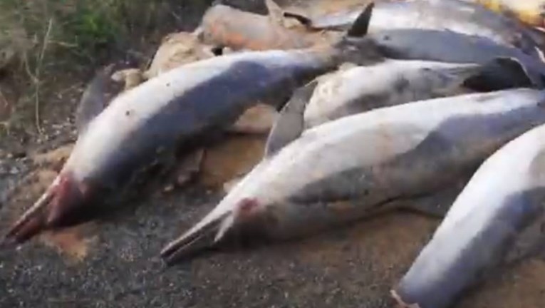VIDEO Ogroman broj uginulih delfina na obalama Francuske, umrli u mrežama