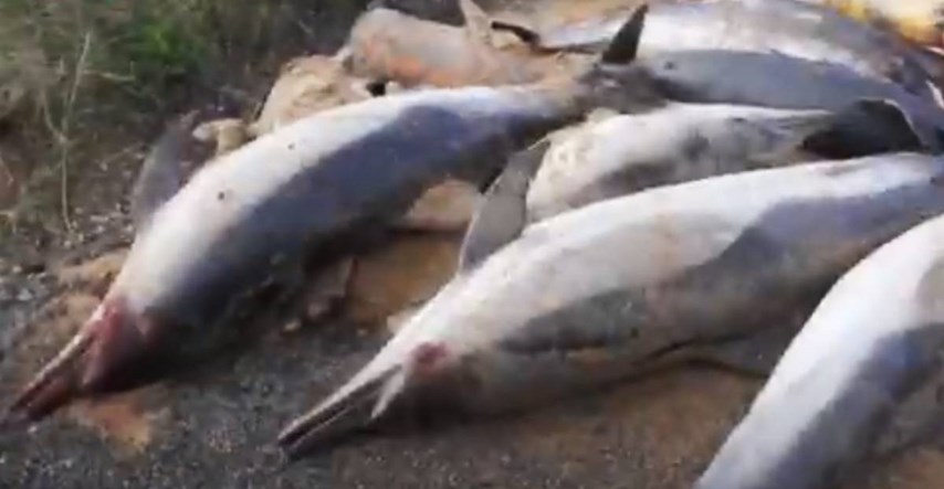VIDEO Ogroman broj uginulih delfina na obalama Francuske, umrli u mrežama