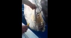 Hrvatski ribar uhvatio ribu od 200 kila pa je vratio u more: "Neka beštija živi"