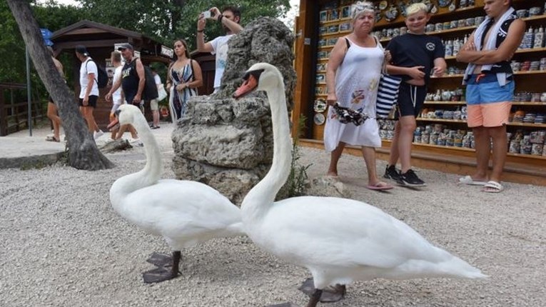 Dva labuda koja šeću Nacionalnim parkom Krka prava su turistička atrakcija