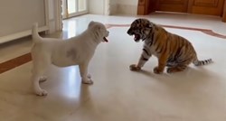 Susret štenca i bebe tigra malo je koga ostavio ravnodušnim