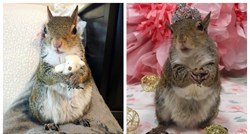 Preslatka vjeverica Jill oduševljava stotine tisuća ljudi videima na Instagramu