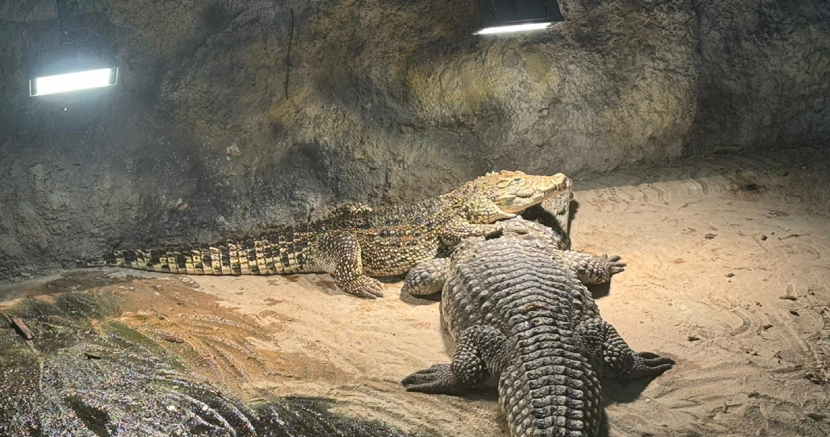 Ovaj krokodil nema ime, a u ZOO Zagreb stigao je '74. Edukator: On je kao stroj