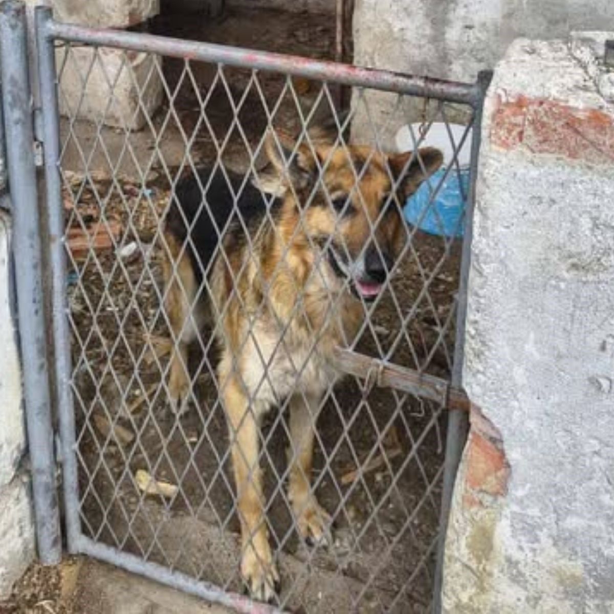 Prekrasan njemački ovčar traži topli dom. Živi sam, povremeno ga nahrani susjed