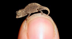 Otkriven je najmanji reptil na svijetu, stane na vršak prsta