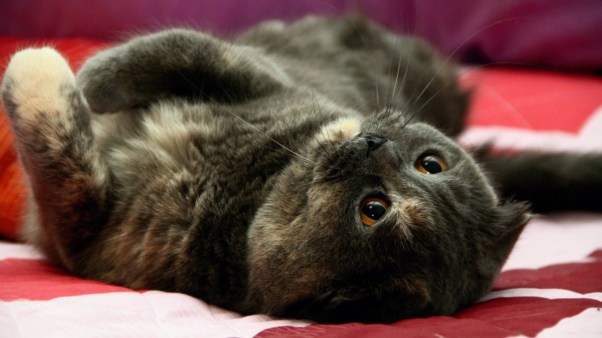 Saznajte zašto mačke predu samo u određenim trenutcima