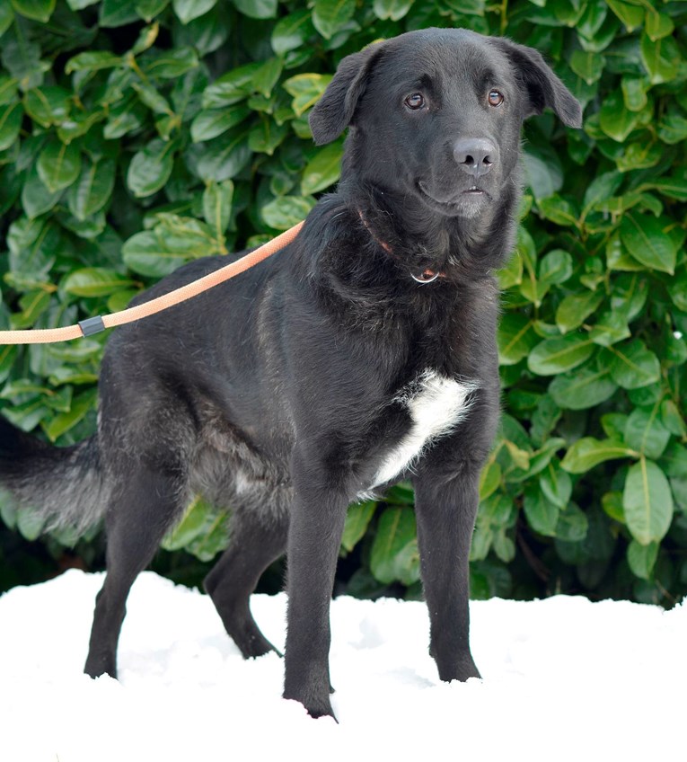 Umiljati pas Hades čeka na udomljenje. Dobro se slaže s drugim psima