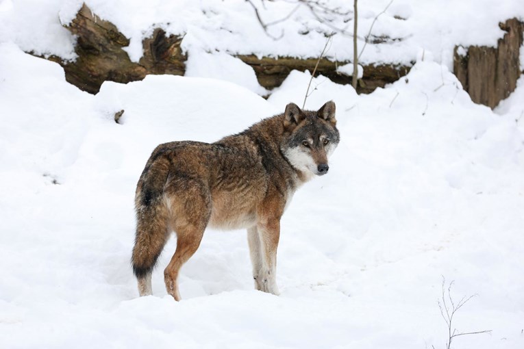 Hrvatska ima 43 vučja čopora, stanje dobro samo u jednoj regiji. Stižu nova pravila