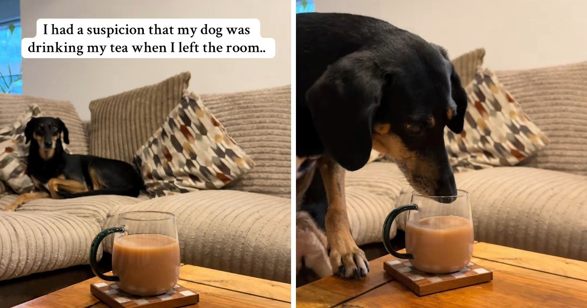 Žena nije znala tko pije njezin čaj, kamera je uhvatila krivca