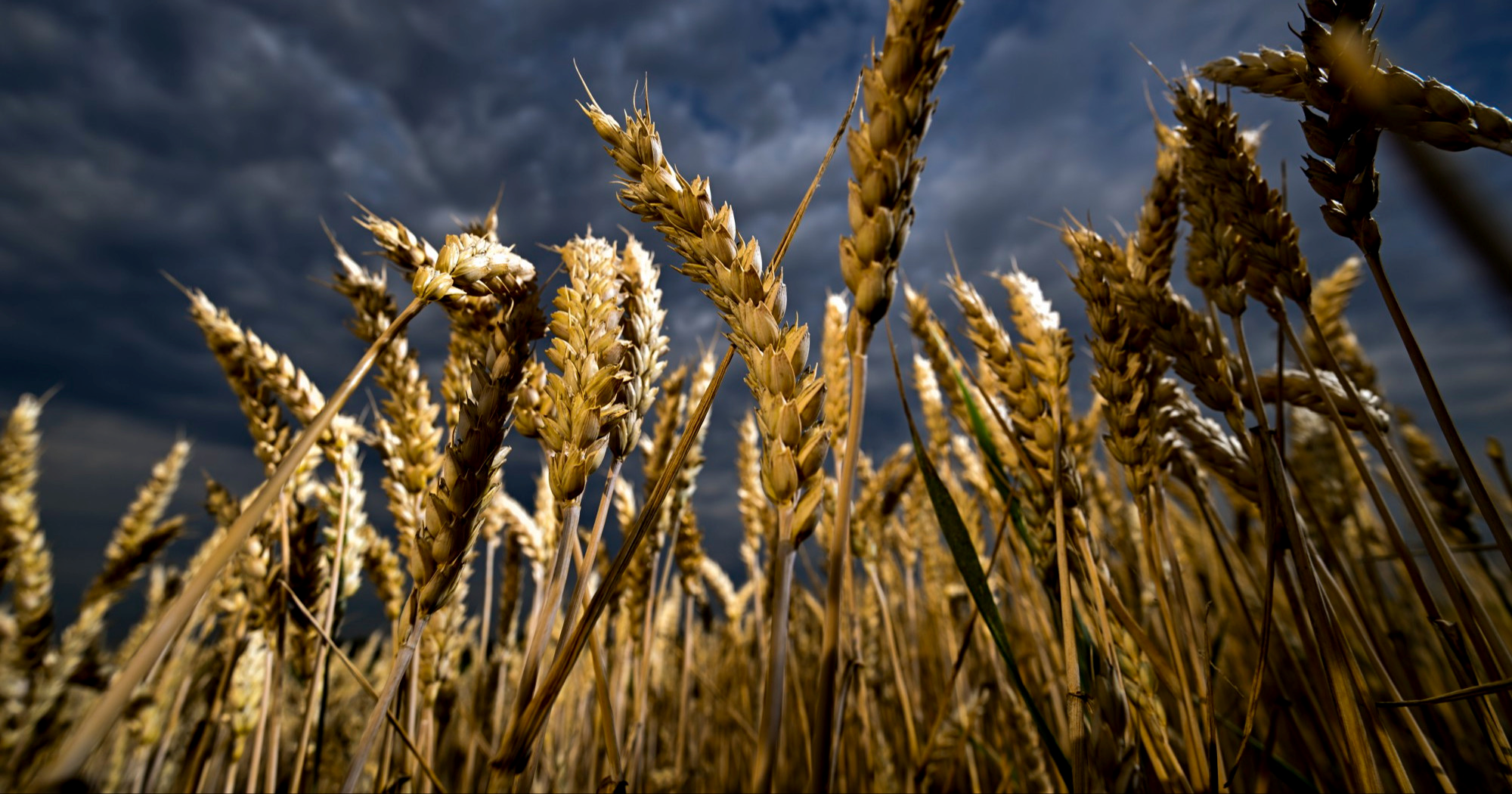 Globalne cijene hrane pale na najnižu razinu od jeseni 2023.