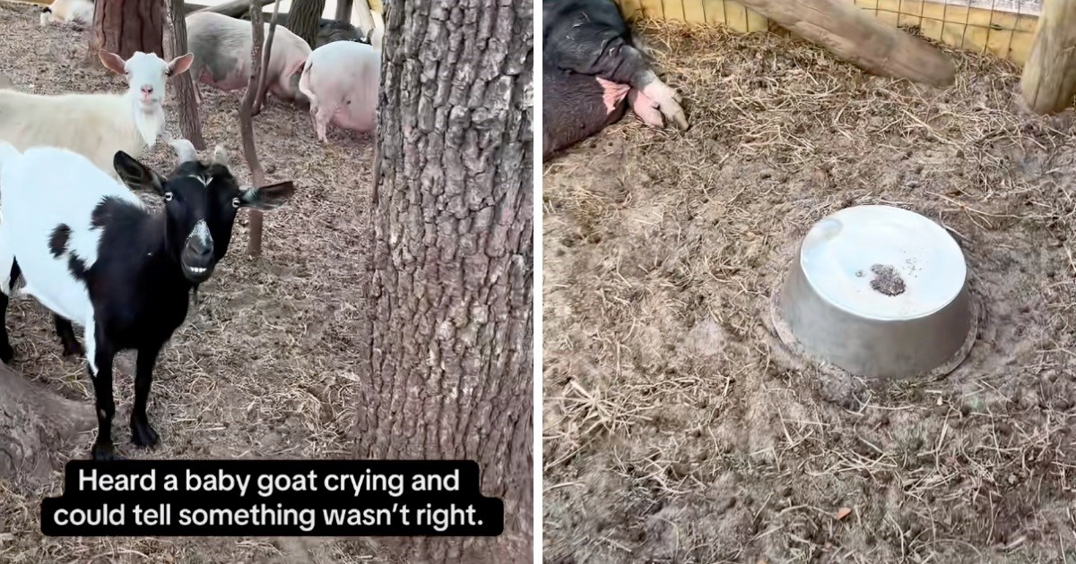 Muškarac čuo plač uznemirenog kozlića, pronašao ga je "zarobljenog" ispod posude