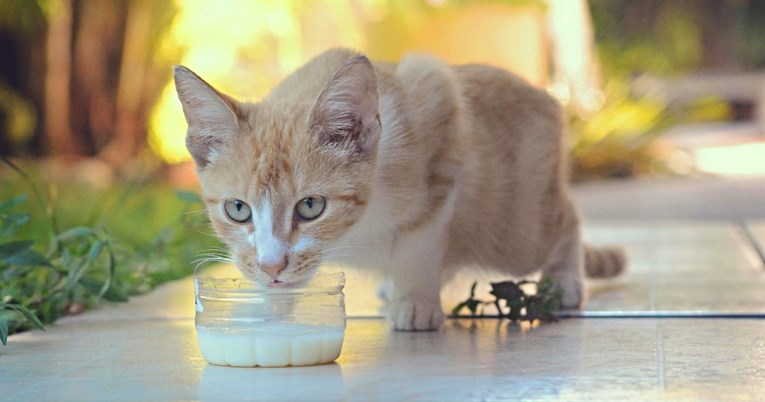 Smiju li mačke piti zobeno mlijeko? Evo što kaže veterinarka