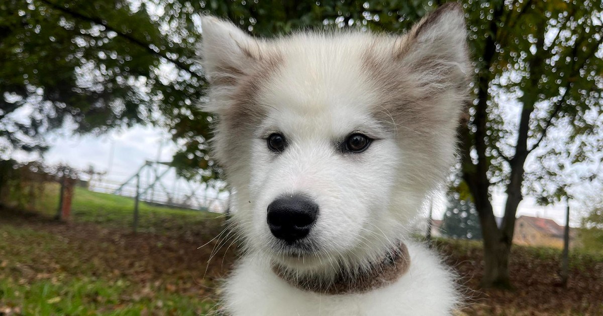 Predivno štene u tipu haskija traži dom. Ghost je znatiželjan, zaigran i vrlo aktivan