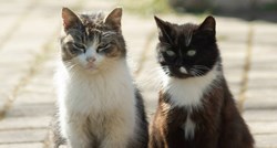 Otkazano bizarno natjecanje na Novom Zelandu, organizirali da djeca ubijaju mačke
