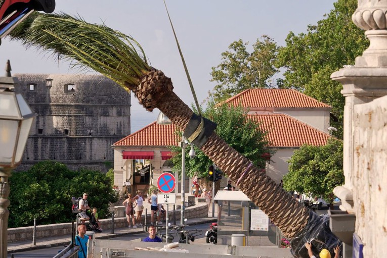 Dubrovnik obnavlja povijesni drvored s palmama